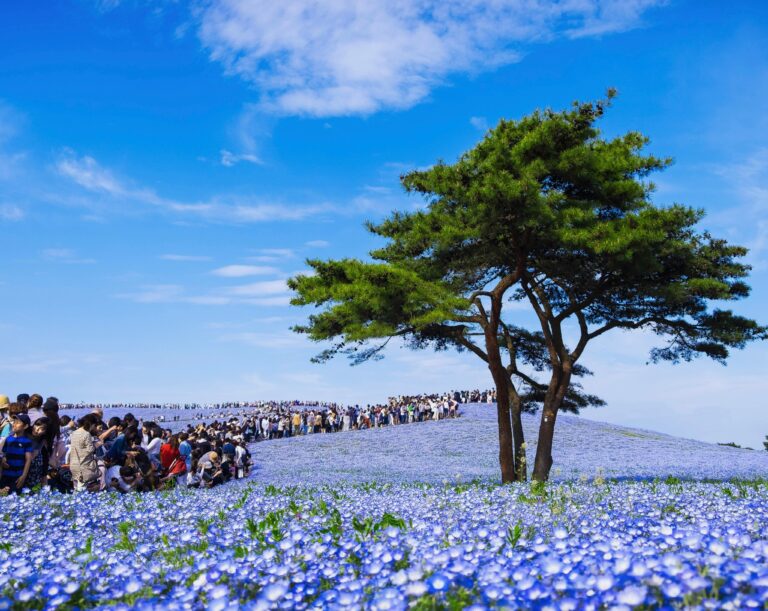 祭りの楽しみ方：マナーとルール完全ガイド——初めてでも安心
